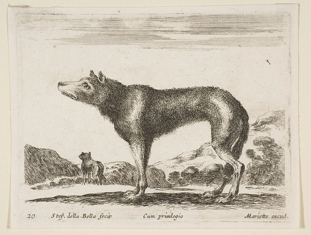 Wolf, plate 20 from "Various Animals" (Diversi Animali) — Stefano della Bella|Pierre Mariette
