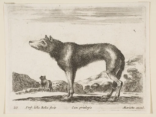 Wolf, plate 20 from "Various Animals" (Diversi Animali)
