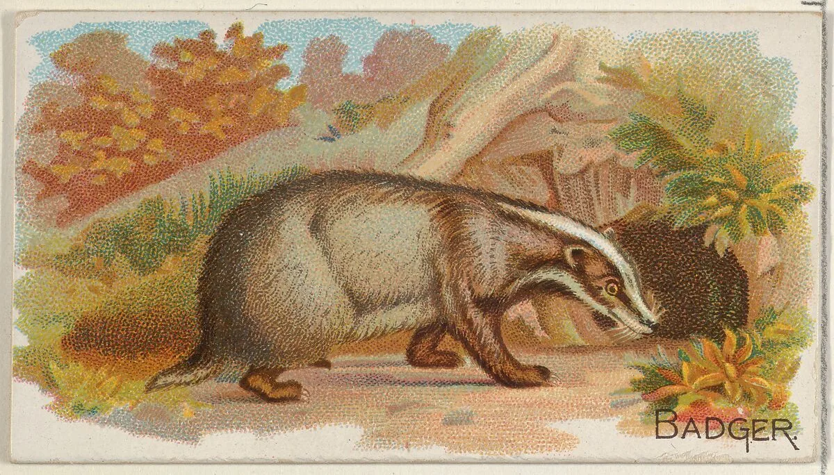Badger, from the Quadrupeds series (N21) for Allen & Ginter Cigarettes — Allen & Ginter|Lindner, Eddy & Claus