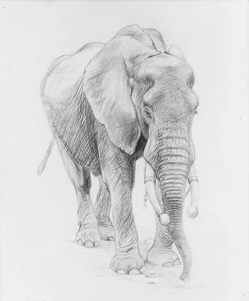 African Elephant in Chains — Charles R. Knight