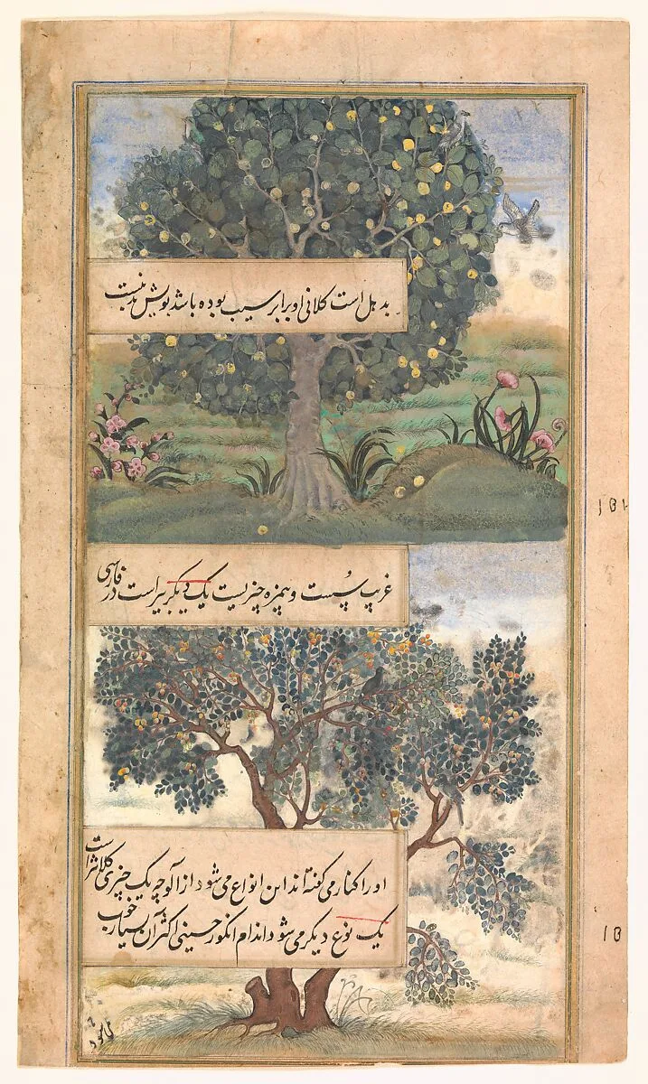 "Three Trees of India", Folio from a Baburnama (Autobiography of Babur) — Unknown