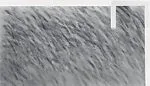 Night Rider — Richard Smith