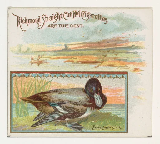 Black Head Duck, from the Game Birds series (N40) for Allen & Ginter Cigarettes