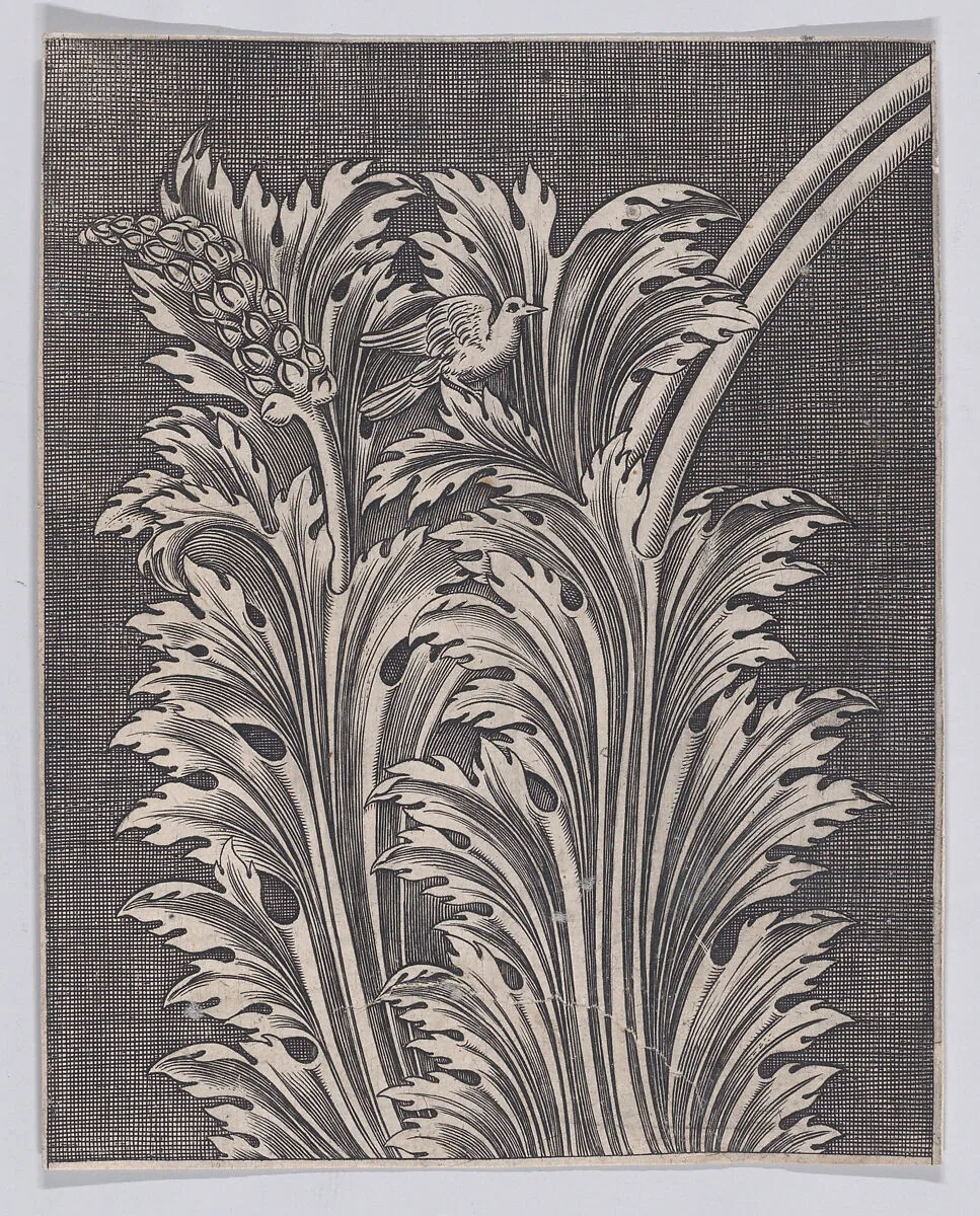 Acanthus Leaves — Anonymous, Italian, 16th to early 17th century|Agostino Veneziano (Agostino dei Musi)