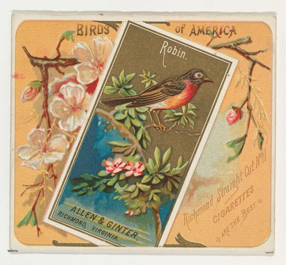 Robin, from the Birds of America series (N37) for Allen & Ginter Cigarettes — Allen & Ginter