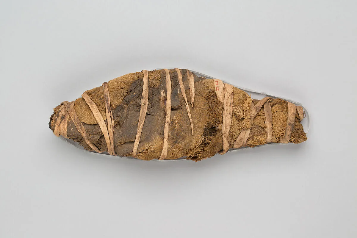 Mummified Fish — Unknown