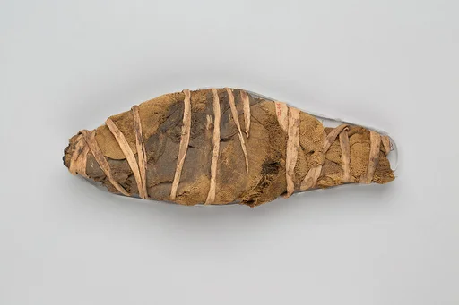 Mummified Fish