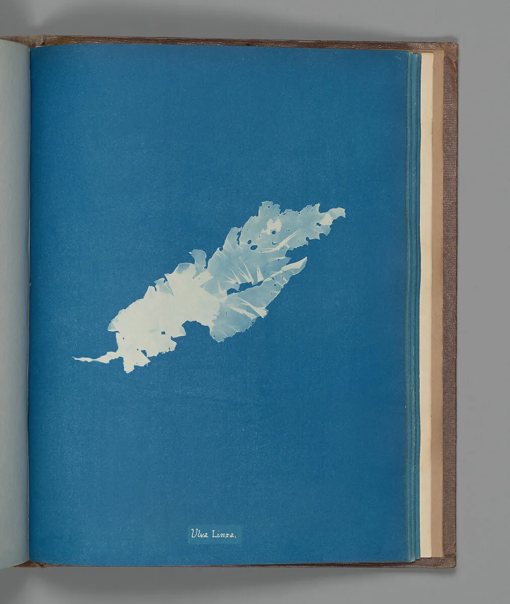 Ulva Linza — Anna Atkins