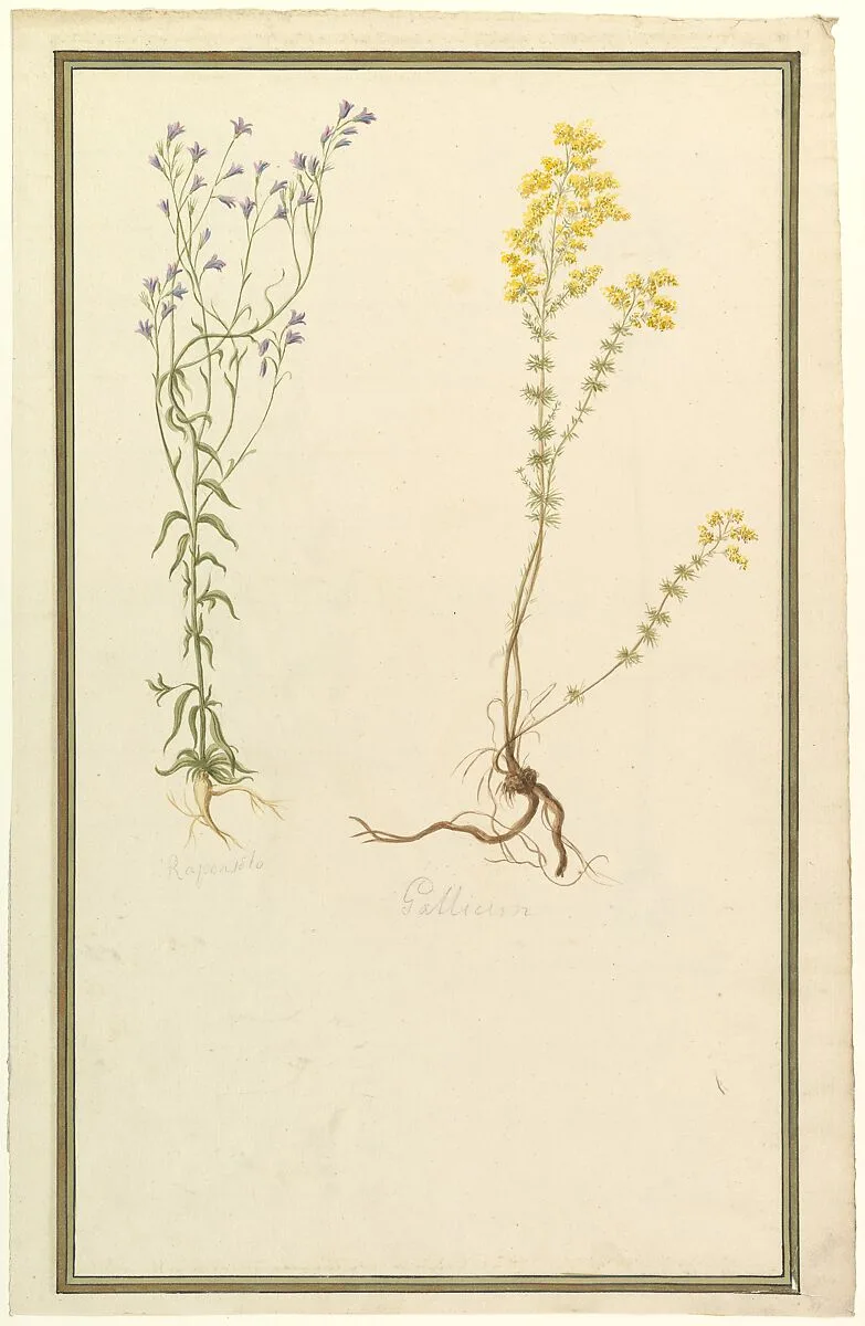 Botanical Studies — Anonymous, French, 19th century
