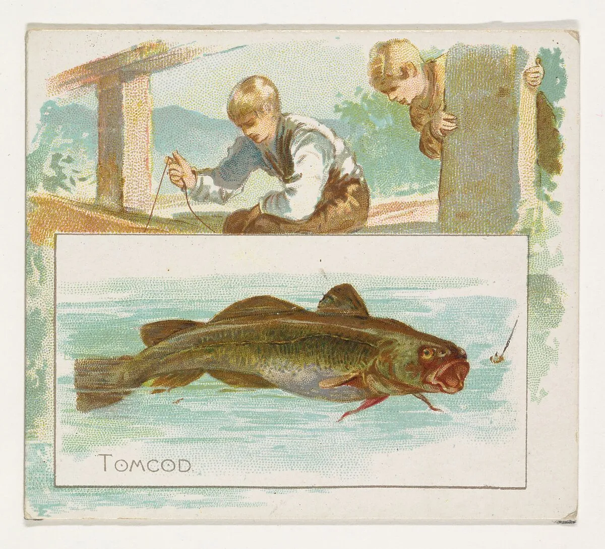 Tomcod, from Fish from American Waters series (N39) for Allen & Ginter Cigarettes — Lindner, Eddy & Claus|Allen & Ginter