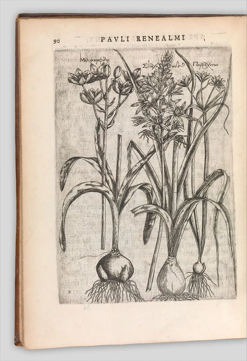 Specimen historiae plantarum — Paul de Reneaulme|Jacques-August de Thou