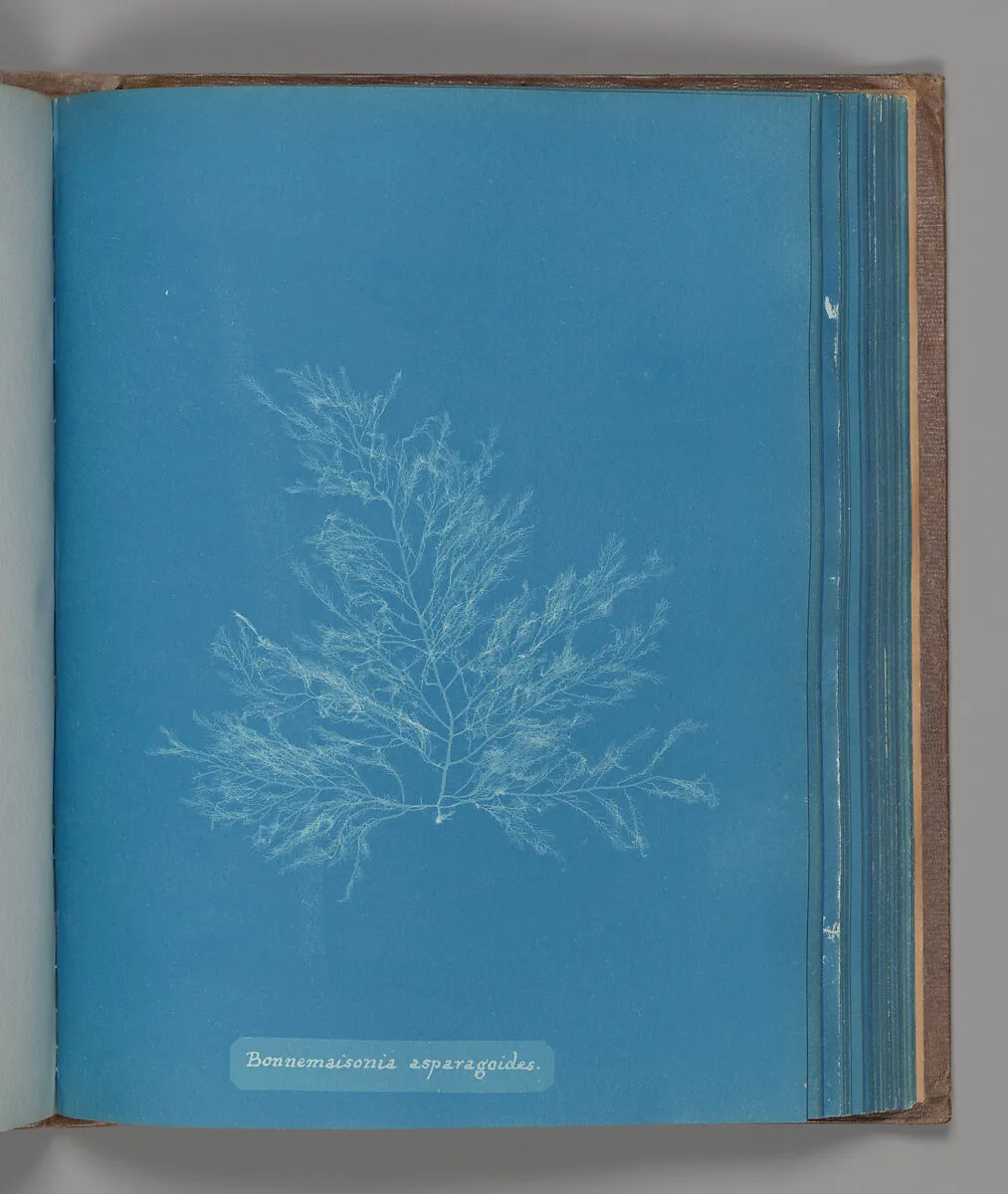 Bonnemaisonia asparagoides — Anna Atkins