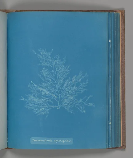 Bonnemaisonia asparagoides