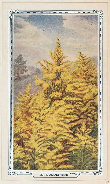 27. Goldenrod, bakery insert card from the Flower Pictures series (D36), issued by the Freihofer Baking Company — Freihofer Baking Company