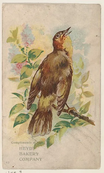 Bird No. 43, collector card from the Greeting Cards series (D17), issued by the Heydt Baking Company — Heydt Bakery Company