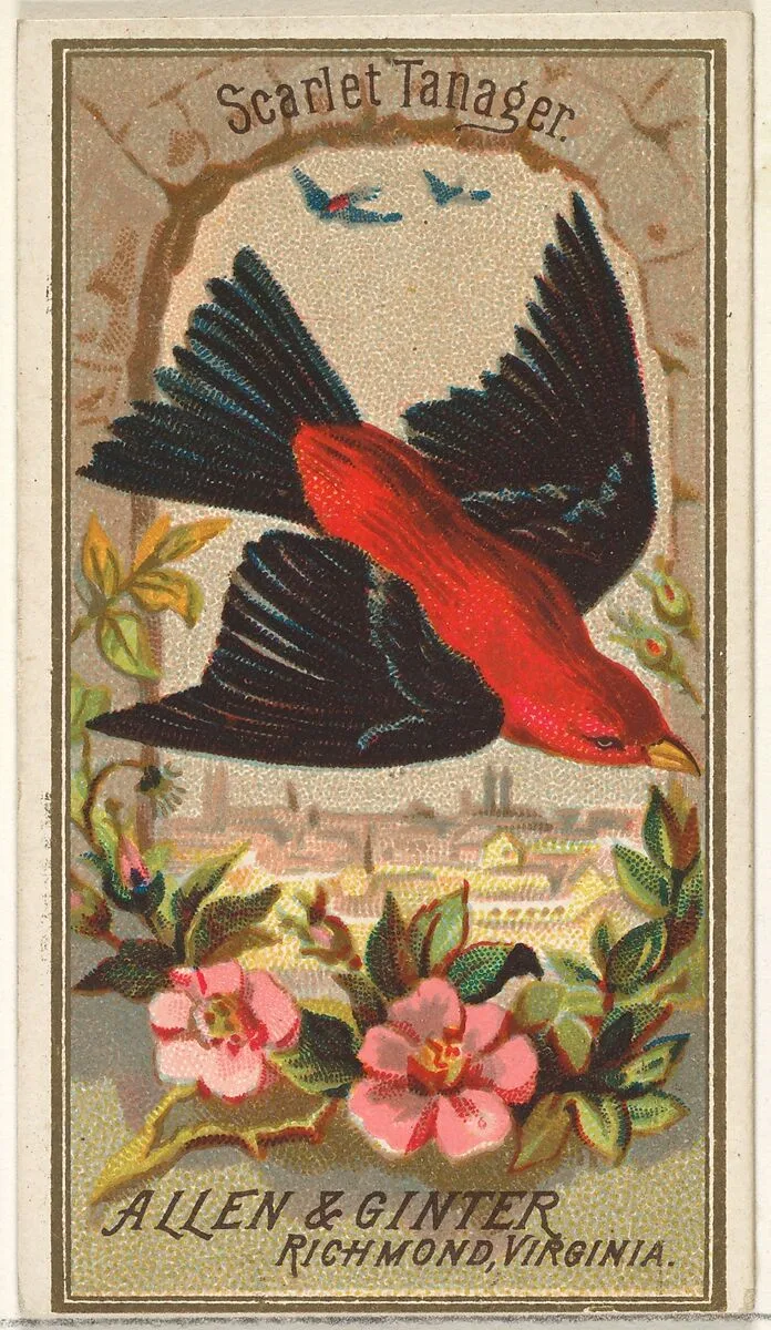 Scarlet Tanager, from the Birds of America series (N4) for Allen & Ginter Cigarettes Brands — Allen & Ginter