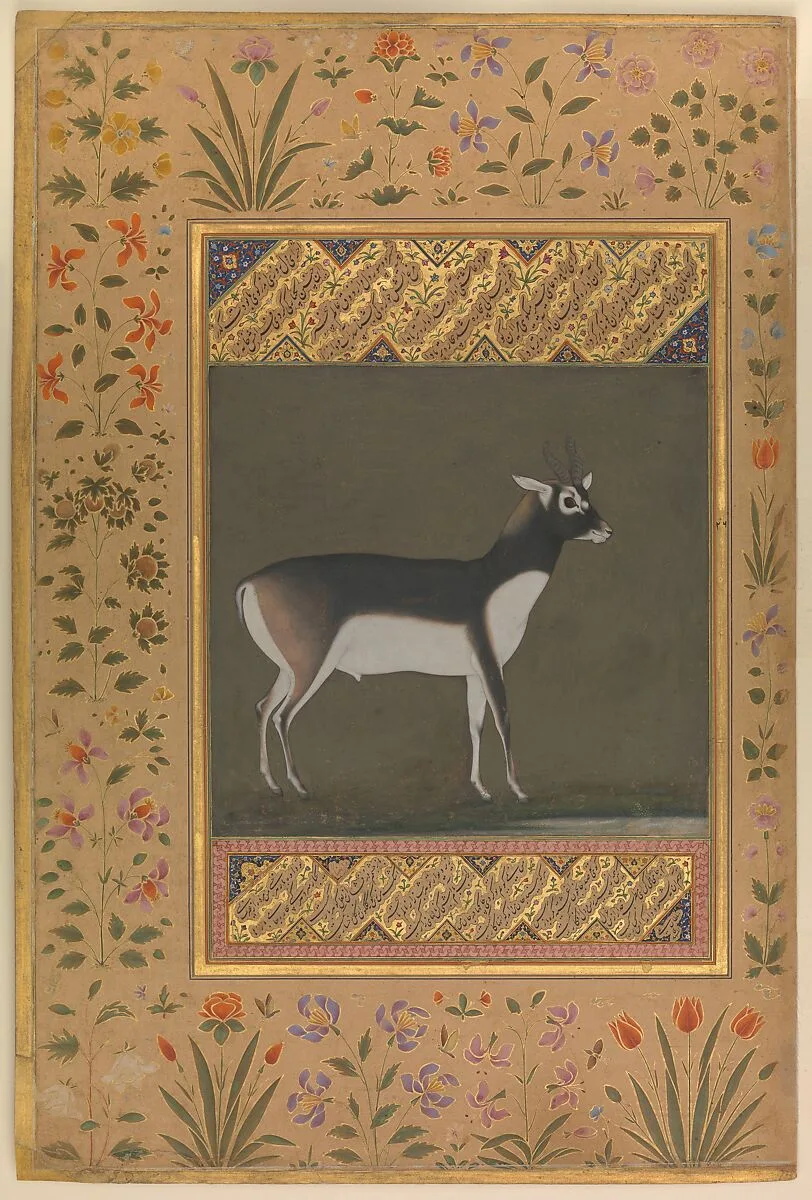 "Black Buck", Folio from the Shah Jahan Album — Manohar