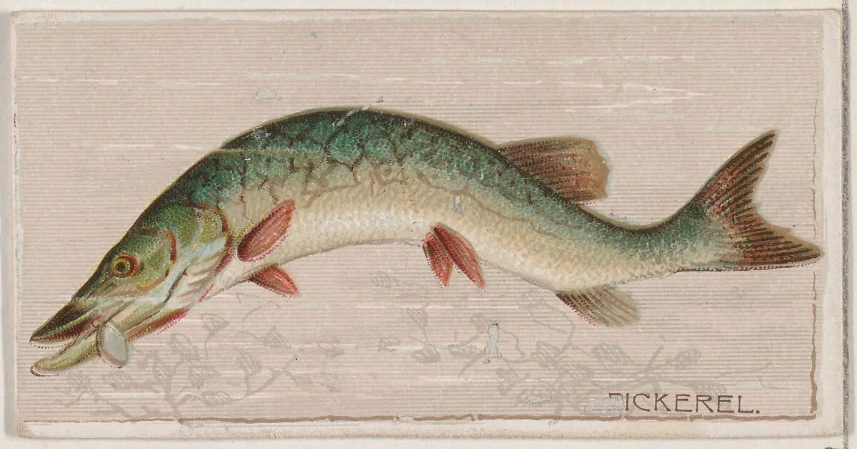 Pickerel, from the series Fishers and Fish (N74) for Duke brand cigarettes — W. Duke, Sons & Co.|Knapp & Company