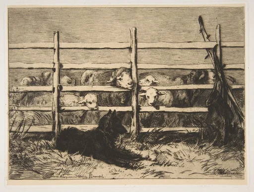Moutons parqués