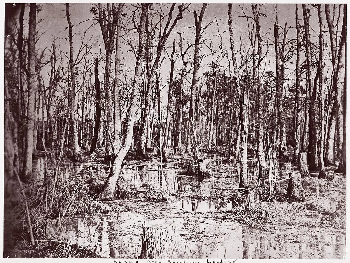 Swamp near Broadway Landing, Appomattox River — Timothy H. O'Sullivan|Mathew B. Brady
