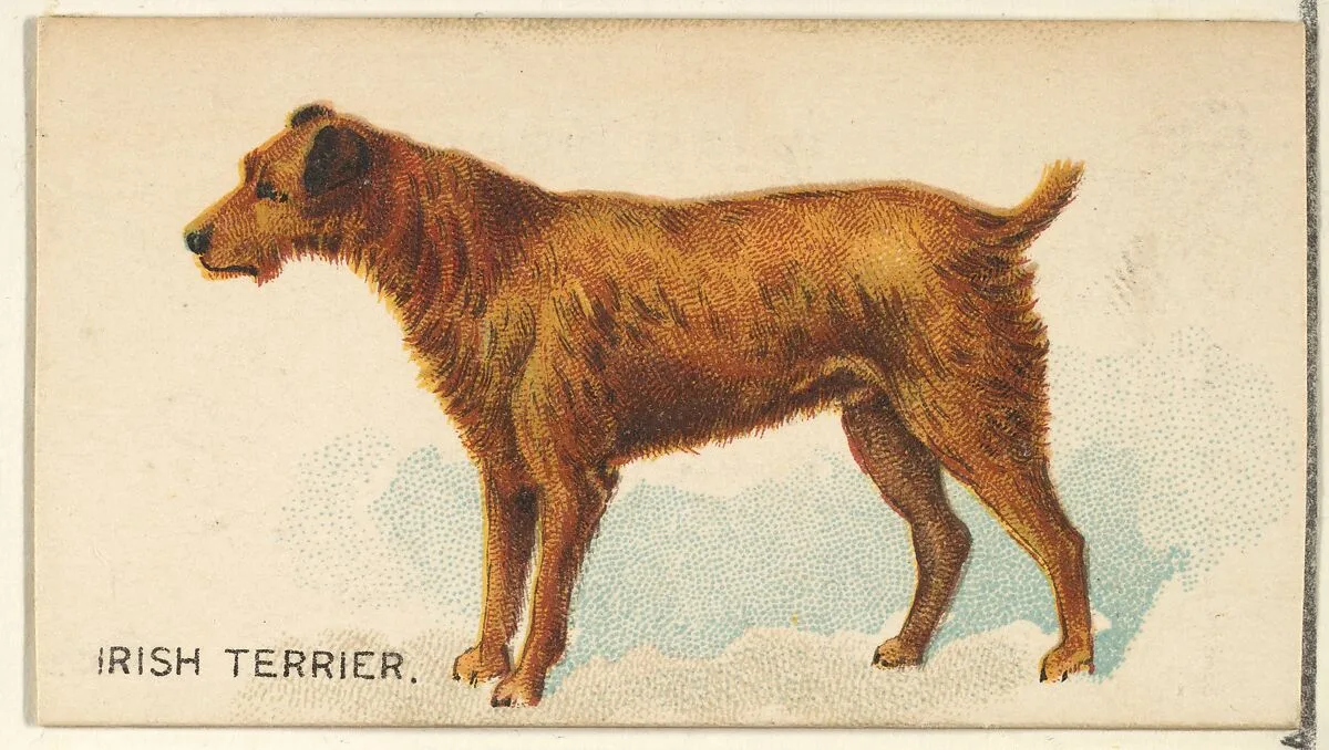 Irish Terrier, from the Dogs of the World series for Old Judge Cigarettes — Goodwin & Company