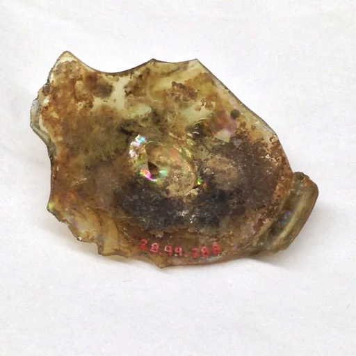 Fragment