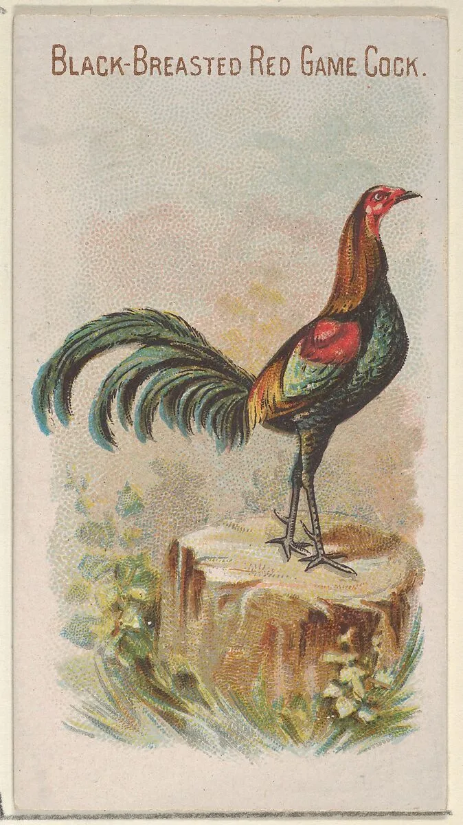 Black-Breasted Red Game Cock, from the Prize and Game Chickens series (N20) for Allen & Ginter Cigarettes — Allen & Ginter|The Gast Lithograph & Engraving Company