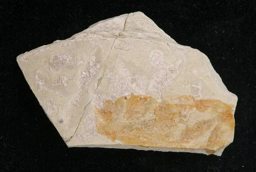 Fragment
