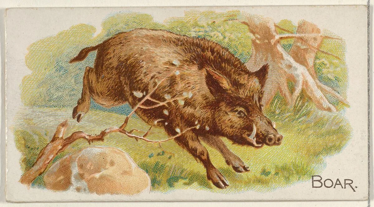 Boar, from the Quadrupeds series (N21) for Allen & Ginter Cigarettes — Allen & Ginter|Lindner, Eddy & Claus