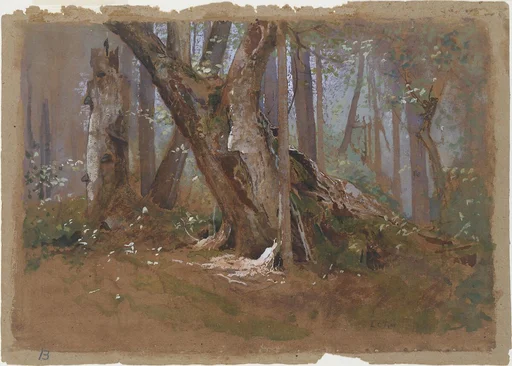Woodland Interior