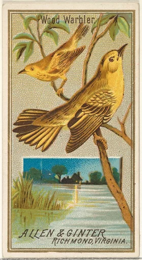 Wood Warbler, from the Birds of America series (N4) for Allen & Ginter Cigarettes Brands