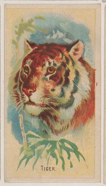 Tiger, collector card from the Animal Pictures series (D8), issued by the Weber Baking Company to promote Onist Milk and Pullman Bread — Weber Baking Company