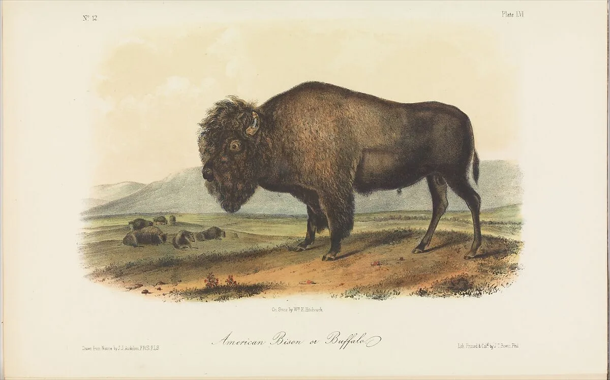 The Viviparous Quadrupeds of North America, vol. II — Rev. John Bachman|John James Audubon|John T. Bowen|H. Ludwig