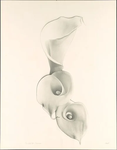 Solarized Calla Lilies
