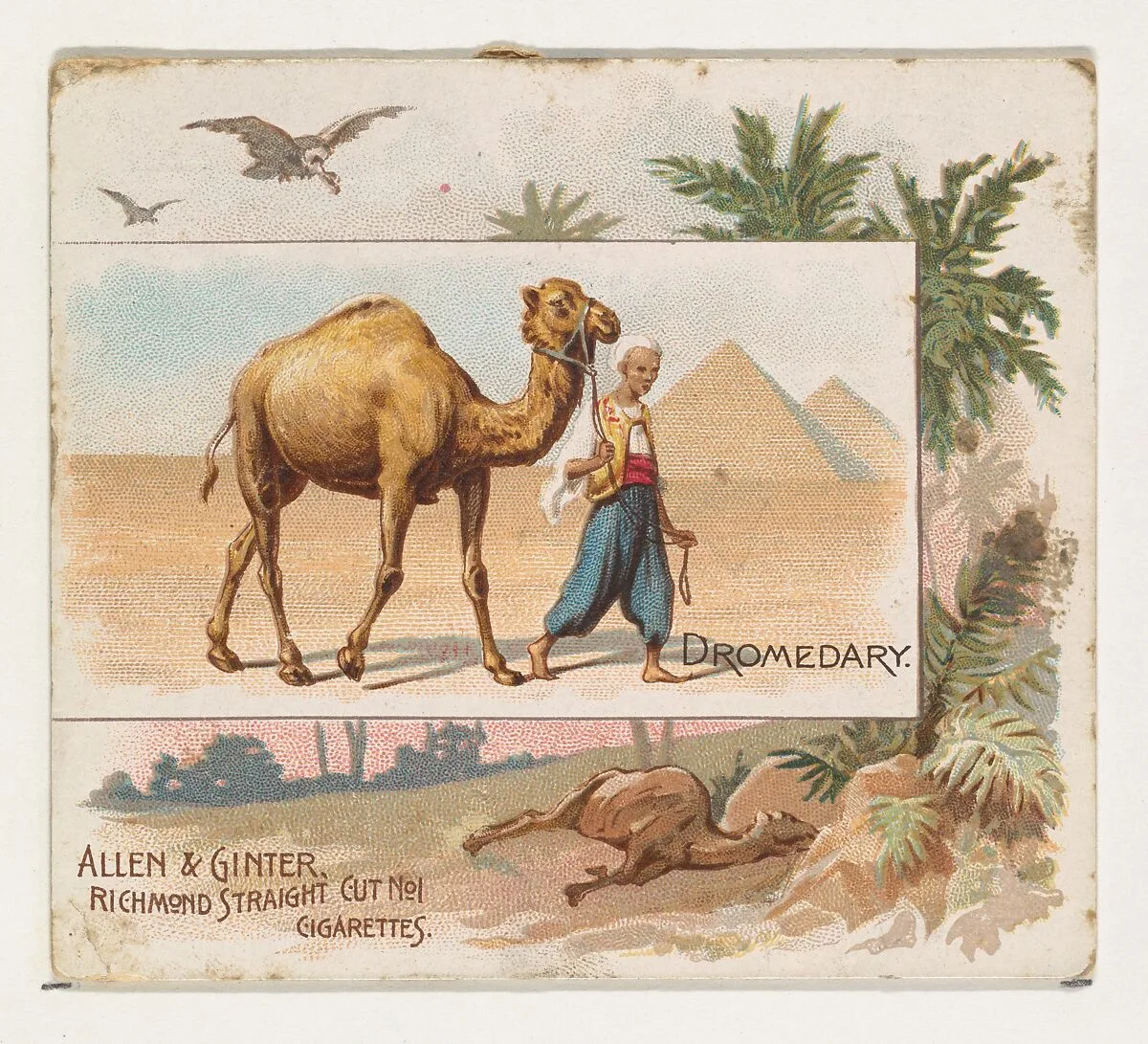 Dromedary, from Quadrupeds series (N41) for Allen & Ginter Cigarettes — Allen & Ginter|Lindner, Eddy & Claus
