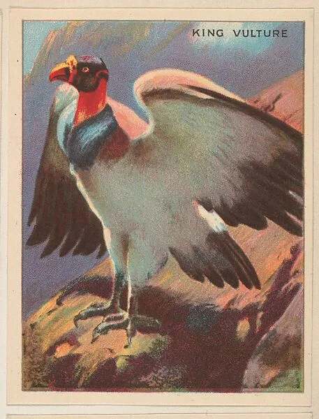 King Vulture, collector card from the Animals series (D9), issued by the Weber Baking Company to promote Onist Milk and Pullman Bread — Weber Baking Company