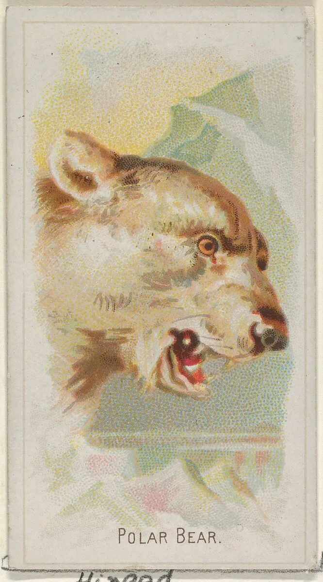 Polar Bear, from the Wild Animals of the World series (N25) for Allen & Ginter Cigarettes — Allen & Ginter|George S. Harris & Sons