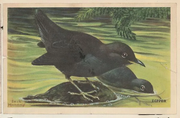 Dipper, bakery card from the California Bird Pictures series (D39-2), issued by the Gordon Bread Company — Gordon Bread Company