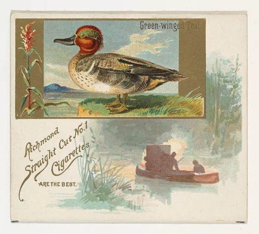 Green-winged Teal, from the Game Birds series (N40) for Allen & Ginter Cigarettes