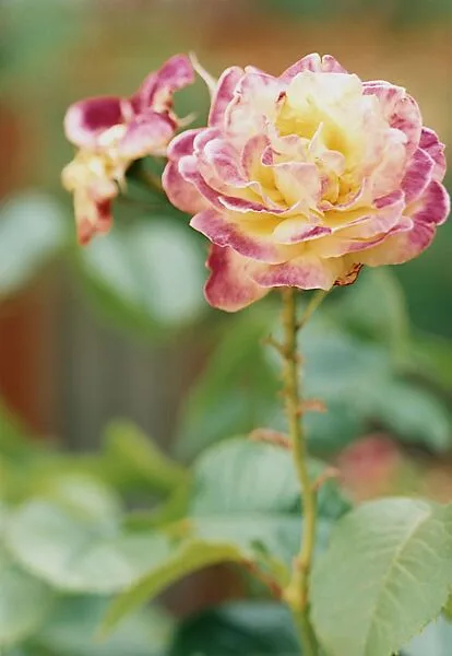 Single Red-Yellow Rose—no. 43, Düsseldorf — Thomas Struth