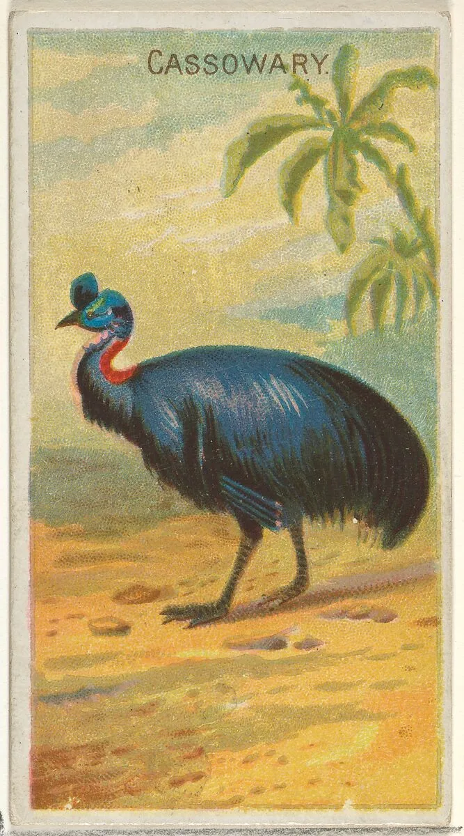 Cassowary, from the Birds of the Tropics series (N5) for Allen & Ginter Cigarettes Brands — Allen & Ginter|George S. Harris & Sons