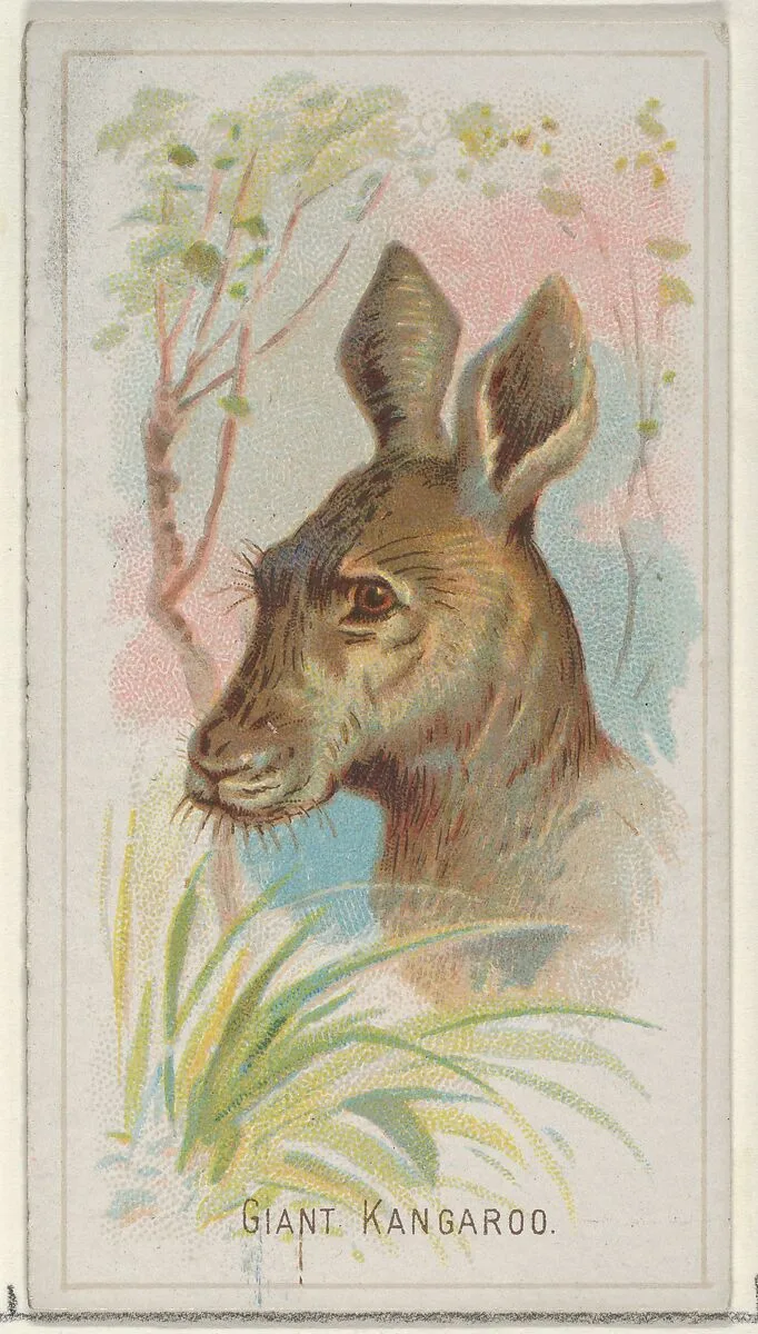 Giant Kangaroo, from the Wild Animals of the World series (N25) for Allen & Ginter Cigarettes — Allen & Ginter|George S. Harris & Sons