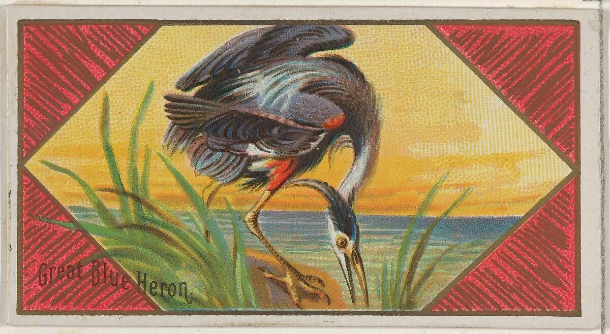 Great Blue Heron, from the Game Birds series (N13) for Allen & Ginter Cigarettes Brands — Allen & Ginter|George S. Harris & Sons