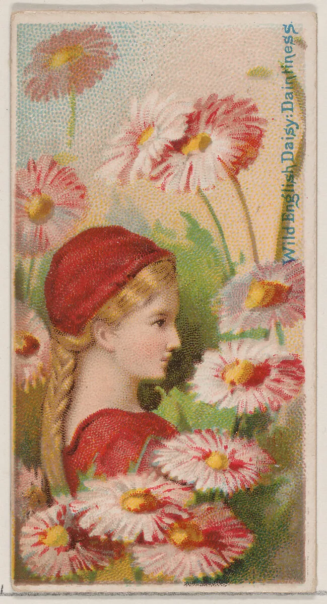 Wild English Daisy: Daintiness, from the series Floral Beauties and Language of Flowers (N75) for Duke brand cigarettes — Donaldson Brothers|American Tobacco Company