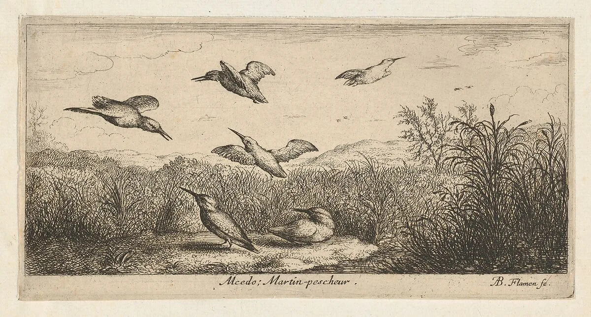 Alcedo, Martin-pescheur (The Kingfisher), from "Livre d'Oyseaux" (Book of Birds) — Albert Flamen