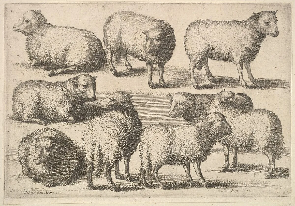 Nine sheep — Wenceslaus Hollar|Pieter van Avont