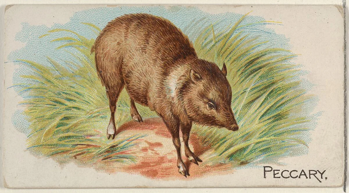 Peccary, from the Quadrupeds series (N21) for Allen & Ginter Cigarettes — Allen & Ginter|Lindner, Eddy & Claus