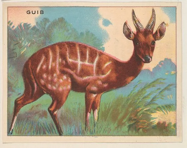 Guib, collector card from the Animals series (D9), issued by the Weber Baking Company to promote Onist Milk and Pullman Bread — Weber Baking Company