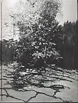Tree in Shadows — Gwenn Thomas