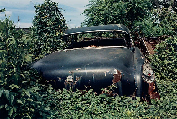 Untitled (Back of Black Car in Green Vines) — William Eggleston